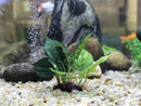 Artificial Aquarium Decor Plants Plastic Aquatic Plant with large green leaves Underwater Plants Fish tank aquatic plant adorn