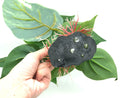 Artificial Aquarium Decor Plants Plastic Aquatic Plant with large green leaves Underwater Plants Fish tank aquatic plant adorn