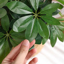 Artificial Plant | Fake Leaves with Stem, Ideal for Living Room, Hotel, Window, Office Decoration, Home and Room Decor