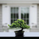 Artificial Plant Greenery Fake Bonsai Tree Indoor Bookshelf Desk Bathroom Farmhouse Decor Home Room Office Decoration Fake Plant